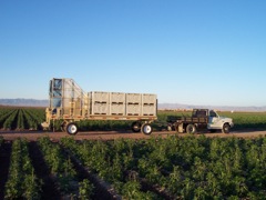 Wide view of Denair Flower Harvesting Trailer