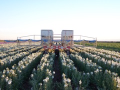 Rear View of the Fold-out Harvesting Platform on Denair Trailer